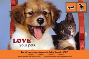 Spot Pet Store Ad_small